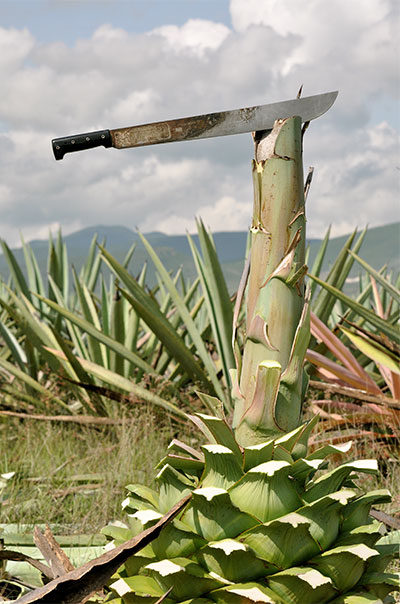 About Agave